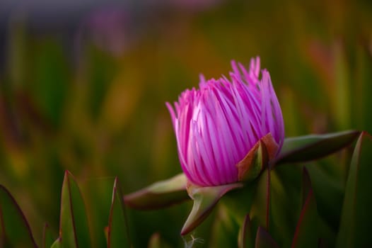 A stunning pink flower unfolds its intricate petals, surrounded by lush green leaves as the day transitions to night, creating a serene atmosphere in a beautiful garden.