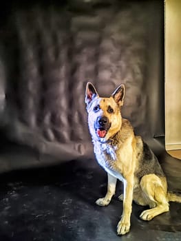 Dog German Shepherd. Russian eastern European dog, veo