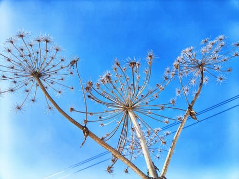 Delicate wildflowers rise prominently against a bright blue sky, showcasing their intricate details and natural beauty in springtime.
