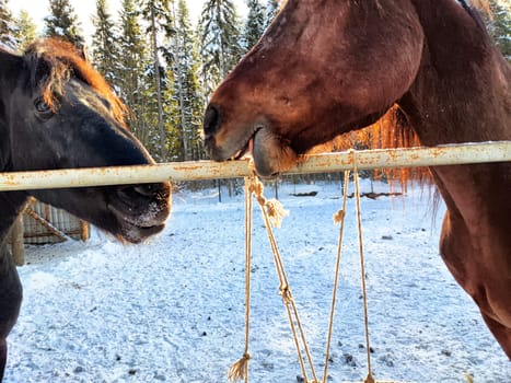 Two horses are playfully interacting at a snowy ranch, surrounded by tall trees, during a crisp winter day.