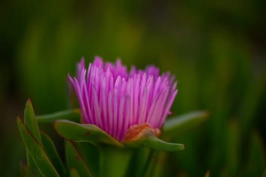 A vibrant pink flower stands out with its striking petals, surrounded by rich green foliage in a serene garden. Soft sunlight enhances the natural beauty during the evening.