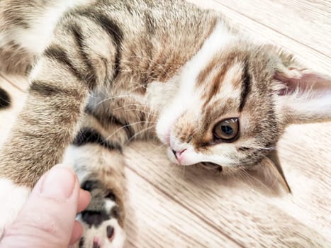 A curious kitten lies on its back, playfully interacting with a hand, showcasing its vibrant personality and charm.