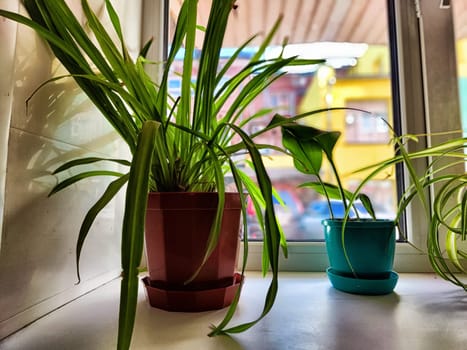 Brightly lit window showcases lush green plants in pots, framed by a colorful building exterior seen outside, creating a lively atmosphere.