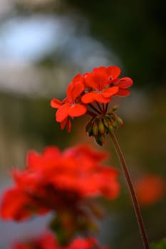 In a peaceful garden, vibrant red flowers reach toward the sky, illuminated by gentle sunlight. Their delicate petals contrast beautifully against the lush green background.