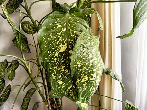 A lush Diffenbachia stands proudly indoors, showcasing its striking green and yellow spotted leaves, basking in natural light by the window.