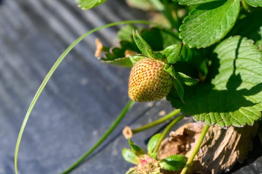 A young strawberry begins its journey toward ripeness, nestled among green leaves in a garden. Sunlight dapples the scene, showcasing nature's growth and potential bounty.