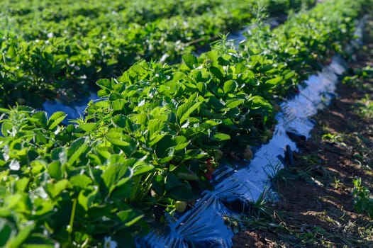 Rows of healthy strawberry plants flourish under a clear blue sky, the sunlight illuminating their rich green leaves. This picturesque landscape hints at a bountiful harvest ahead.