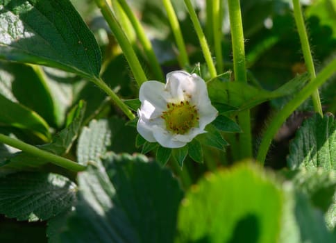 Delicate white flower of a strawberry plant stands out among vibrant green foliage, capturing the essence of spring in a sunny garden, promoting growth and life.