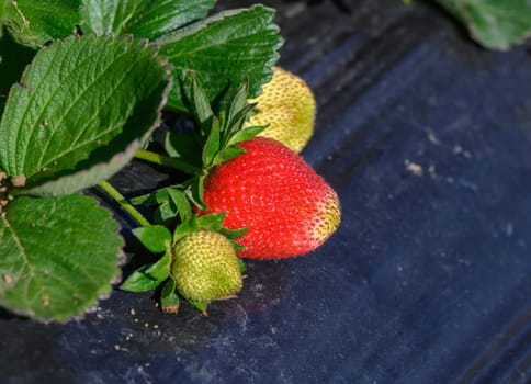 Juicy red strawberries dangle among lush green leaves, basking in the warm sunlight of a summer afternoon, ready to be picked and enjoyed in a delightful harvest.