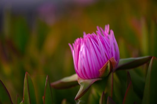 A stunning pink flower rises elegantly above a background of rich green foliage, glowing softly in the warm light of the setting sun. Nature showcases vibrant beauty.