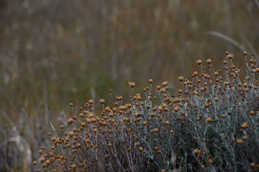 Golden wildflowers sway gently in the breeze, surrounded by muted greens. The serene atmosphere of a coastal meadow captures the essence of autumn's beauty and tranquility.