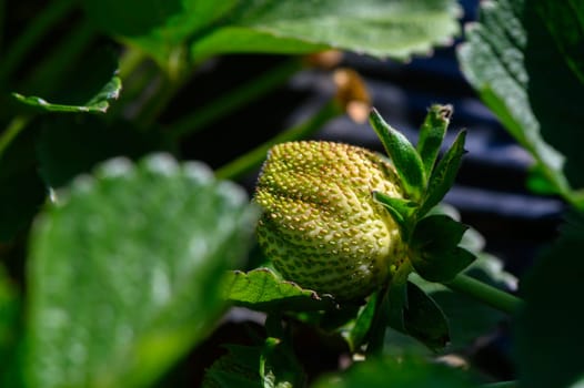 A close view of a developing strawberry nestled among lush green leaves, reflecting the warmth of sunlight on its textured surface. Nature's colors appear vivid and inviting.