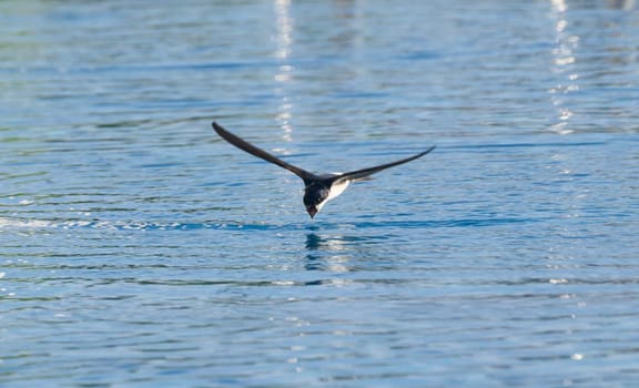 A sleek bird hovers just above the surface of the glistening lake, capturing small insects while reflecting the soft colors of the early morning sky. The tranquil atmosphere enhances the moment.