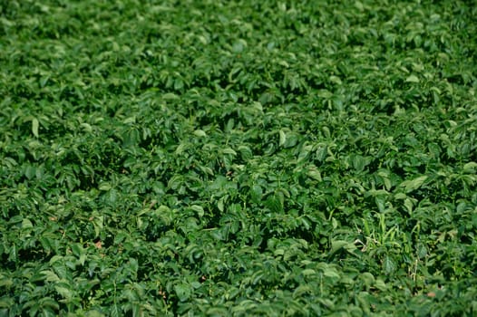 Rows of thriving potato plants create a vibrant green tapestry under the radiant sun. This farmland thrives during late spring, showcasing nature's bounty in full bloom.