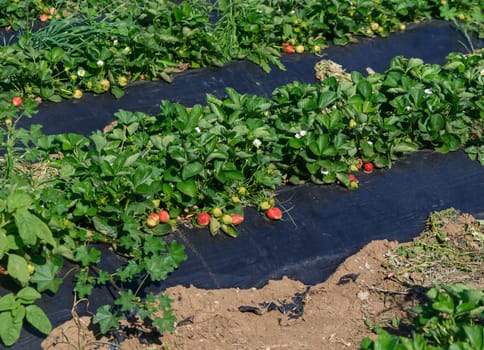 Lush green strawberry plants stretch across rows, displaying ripe red fruits among blooming white flowers.