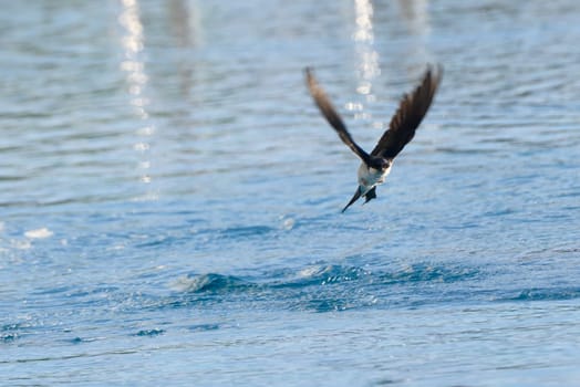 Against the soft glow of dawn, a swift bird deftly plunges into the shimmering water, grasping its prey as calm ripples reflect surrounding nature in perfect harmony.