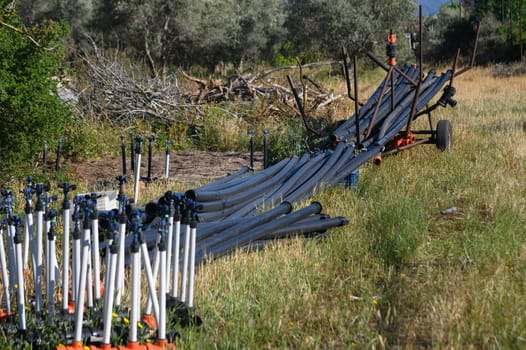 Intricately aligned irrigation pipes stretch across a vibrant green field, surrounded by mature olive trees. Sunlight casts a warm glow, enhancing the landscape's agricultural essence.