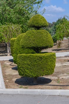 A beautifully trimmed topiary displays an artistic design with three distinct layers, set against a backdrop of lush greenery and a clear blue sky, evoking tranquility and nature's elegance.