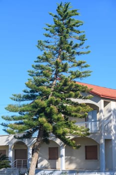 A tall tree with lush green foliage leans towards a cozy coastal house.