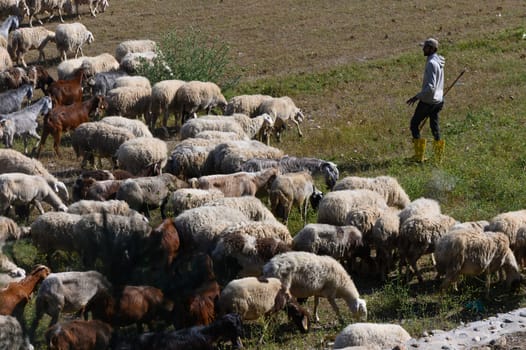 A shepherd guides a large flock of sheep and goats across a lush, sunlit pasture, showcasing the harmony between nature and livestock during a tranquil afternoon in the countryside.