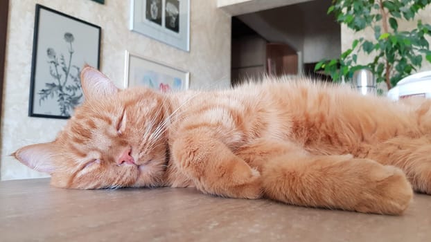 Cute red cat sleeps purring in pleasure. Closeup red tabby cat with long white whiskers and tiger-like striped fur