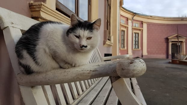 White and black spotted cat sitting on bench and looking grumpy. Street cat outdoor