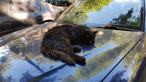 Street cat sleeping on black car in sumner outdoor. Black fluffy cat rests atop car bonnet surface with blurred reflection of tree leaves. Street cat life