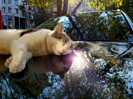 Dirty white spotted tabby cat napping on car bonnet surface with blurred reflection of autumn leaves and bright sun flare. Street cat life