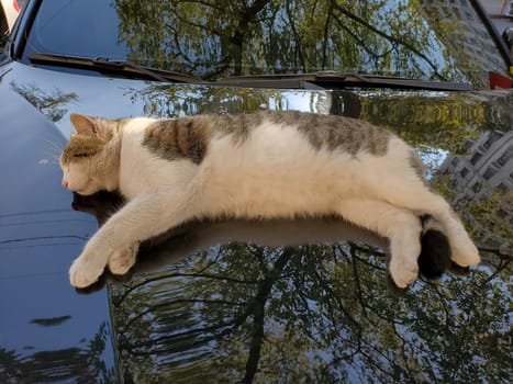 Dirty white spotted tabby cat napping on black car bonnet surface with blurred reflection of tree leaves. Street cat life