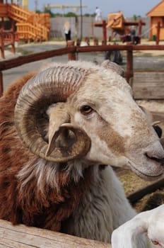 Curved horn of big ram with long brown fur posing and looking into camera. Countryside farming breeding. Cattle farm male sheep animal