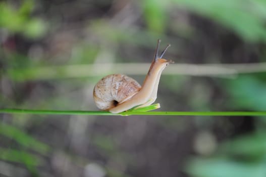 Snail Helix pomatia crawls by plant stem with green blurred background. Escargot snail with brown shell side view. Photo of nature zoomed in