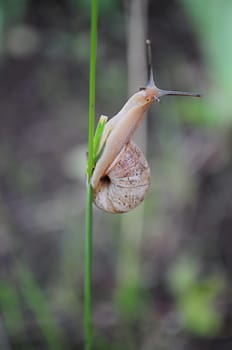 Snail Helix pomatia climbs by blade of grass with blurred background. Burgundy snail escargot surprised looking into camera. Vertical shot of nature zoomed in