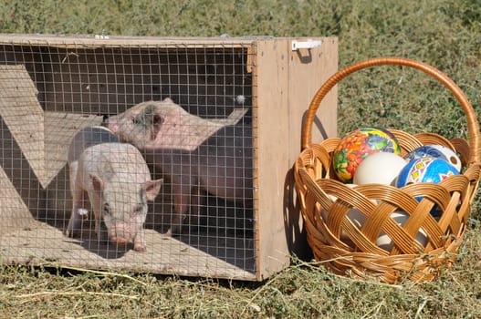 Huge ostrich eggs decorated in traditional Easter way in big woven basket outdoor. Two cute small pigs inside cage on grass. Piglets from cattle farm. Farming in countryside. Rural Easter traditions