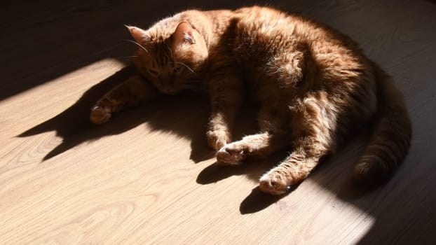 Red tabby cat trying to nap on wooden floor in bright sunlight with black shadows. Furry ginger cat silhouette. Selective focus on triangle shadows of cat ears. Pet behavior in anxiety emotions