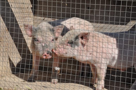 Two cute small pigs inside cage behind wire mesh. Piglets from cattle farm on farmers market. Farm animals in countryside. Livestock breeding