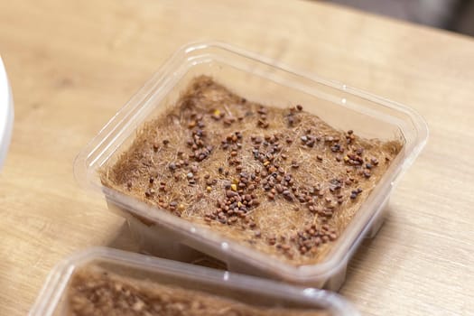 Plastic container used for growing micro greens with jute mat with watered seeds