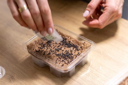 Person plants seeds of micro greens to the jute mat.