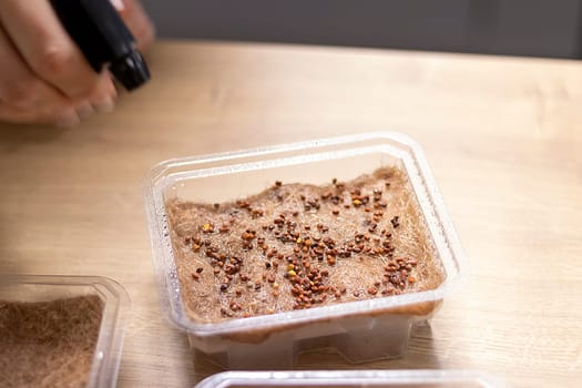 Person waters, sprays the seeds of micro greens in jute mat in the plastic container