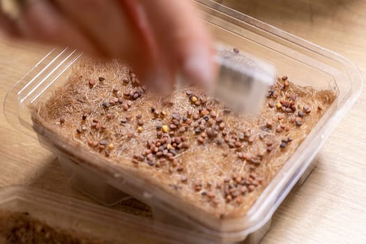 Person plants seeds of micro greens to the jute mat.
