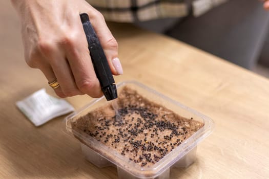 Person waters, sprays the seeds of micro greens in jute mat in the plastic container