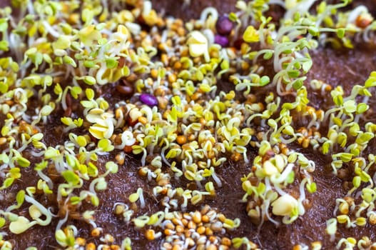 Freshly sprouted shoots of micro greens on the jute mat