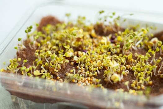 Freshly sprouted shoots of micro greens in the plastic container