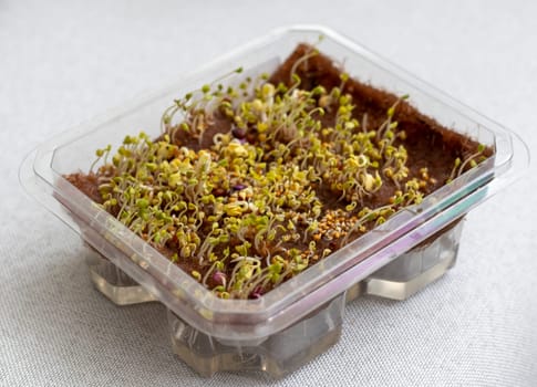 Freshly sprouted shoots of micro greens in the plastic container