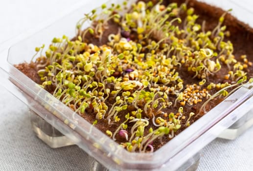 Freshly sprouted shoots of micro greens in the plastic container
