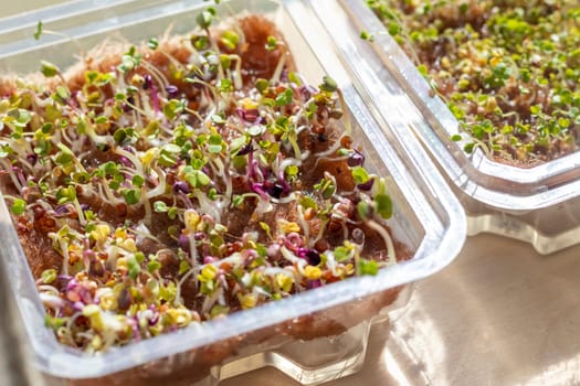 Freshly sprouted shoots of micro greens in the plastic container on the jute mat