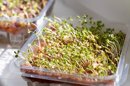 Freshly sprouted shoots of micro greens in the plastic container on the jute mat