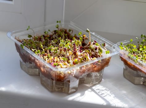 Freshly sprouted shoots of micro greens in the plastic container on the jute mat