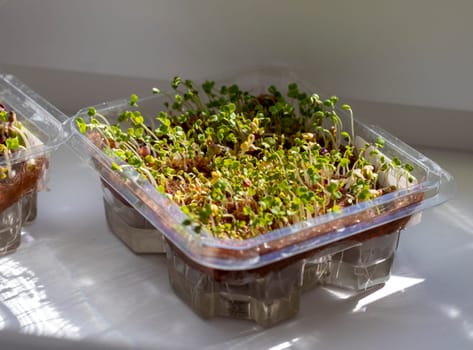 Freshly sprouted shoots of micro greens in the plastic container on the jute mat