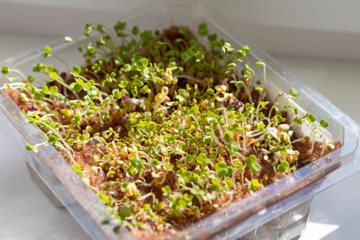 Freshly sprouted shoots of micro greens in the plastic container on the jute mat