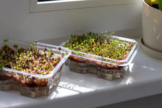 Freshly sprouted shoots of micro greens in the plastic container on the jute mat